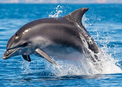 dolphin turkey